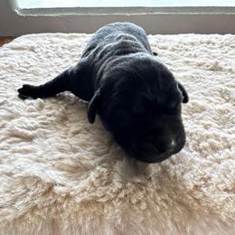 Jasper - Black male Labrador Retriever puppy in Richfield, Utah from Stormy River Retrievers