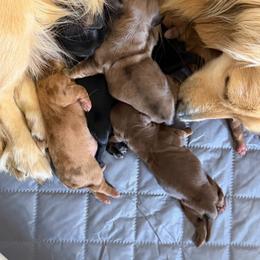 Dachshund puppies from Breanna Kast
