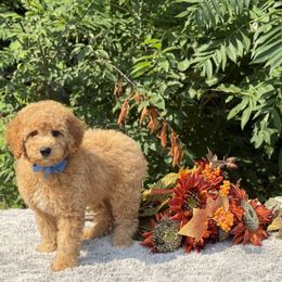 Blue Bow OFA - Apricot male Cavapoo puppy in Evart, Michigan from Northern’s Cute Cuddly Cava Poos