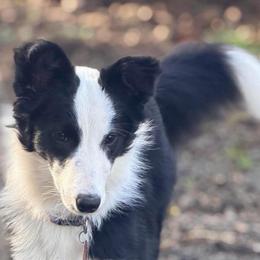 Cricket - Border Collie