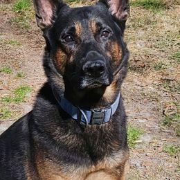 Thunder - German Shepherd