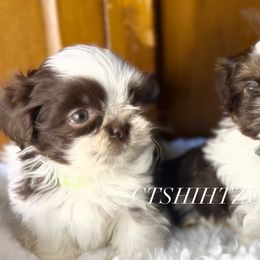 Prince S- E - Liver and white male Shih Tzu puppy in Xenia, Ohio from Crown & Tress Shih Tzu