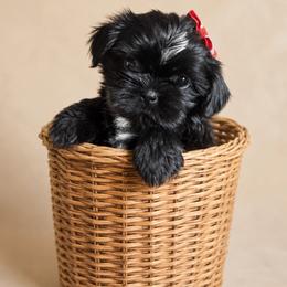Meissa - Black and white female Shih Tzu puppy in Abilene, Texas from L&L Euro Boxers and Small Town Shih Tzus