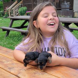 Boy 1 - Black and tan male Welsh Terrier puppy in Andover, Ohio from Ashcreek Welsh Terriers