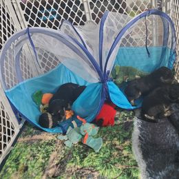 Miniature Schnauzer Puppies from Nature's Nook