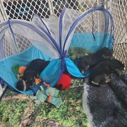 Miniature Schnauzer Puppies from Nature's Nook