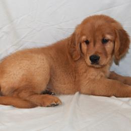 Matcha - Dark golden male Golden Retriever puppy in New Weston, Ohio from Bertke AKC Golden Retrievers and Bernese Mountain Dogs