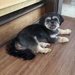 Chachi - Black and tan male Shih Tzu puppy in Connersville, Indiana from Anna’s Shihtzus Darling Dobies and More