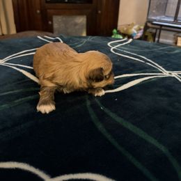 Robbie - Red sable male Havanese puppy in Hudson, New York from Havanese of Claverack and Hudson Valley Labradors