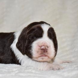 Sandy - Liver and white female English Springer Spaniel puppy in Chapmansboro, Tennessee from Balthrop Bend Farms