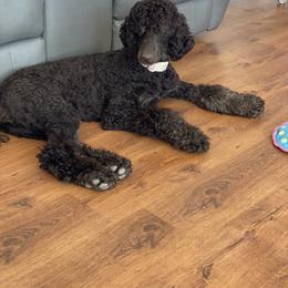 Goldendoodle puppies from Zink Doodles