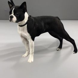 Phoebe - Boston Terrier