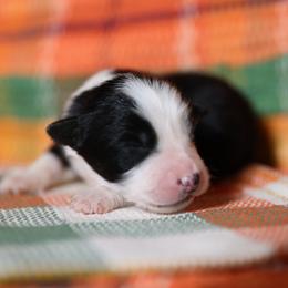 BINX - Black tri-color male Australian Shepherd puppy in Star City, Arkansas from Blush & Lace Aussie Co.