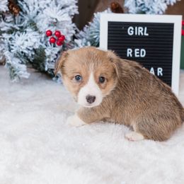 Cardigan Welsh Corgi and Pembroke Welsh Corgi Puppies from Corgi 4 Christ