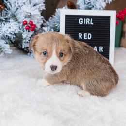Cardigan Welsh Corgi and Pembroke Welsh Corgi Puppies from Corgi 4 Christ