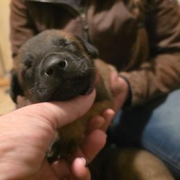 Red - Fawn male Belgian Malinois puppy in Dillon, Montana from Apex K9 Center LLC