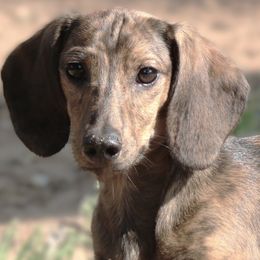 Nessarose - Cream female Dachshund puppy in Azle, Texas from American Dachshunds