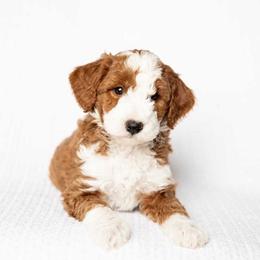 Biscuit - Red  male Goldendoodle puppy in Meridian, Idaho from Country Club Doodles