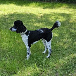 Doc - Poodle