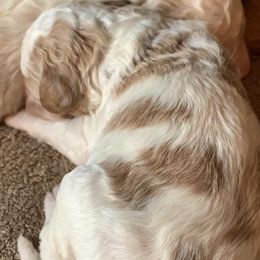 Double Doodles, Goldendoodles, and Labradoodles from Mimi’s Oodles of Doodles