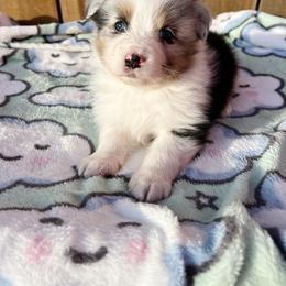 Buzz - Blue merle male Australian Shepherd puppy in Kearney, Nebraska from Helix Aussies