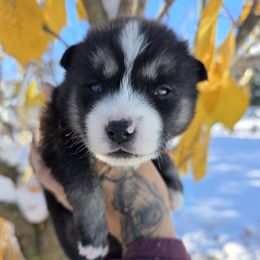 Earthquake - Black tan and white female Siberian Husky puppy in Addison, Michigan from Gray Run Siberian Huskies