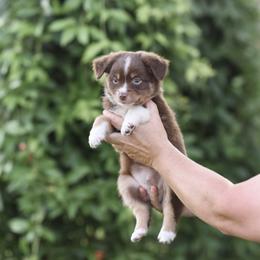 Justice - Red tri male Miniature Australian Shepherd puppy in White Oak, Texas from Triple Lake Ranch Miniature Australian Shepherds