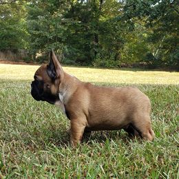 English Bulldog and French Bulldog Puppies from Grand River Bulldogs