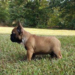 English Bulldog and French Bulldog Puppies from Grand River Bulldogs