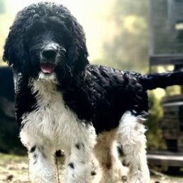 Wrangler - Black and white male Saint Berdoodle puppy in New Bern, North Carolina from Southern Doodles of Eastern North Carolina
