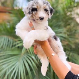 Aussiedoodle, Bernedoodle, Goldendoodle, and Poodle Puppies from Teddy Doodles & Standard Poodles