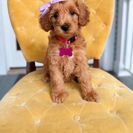 Oakley - Red  female Goldendoodle puppy in Mandeville, Louisiana from Carmel Classy Doodles