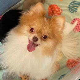 Autumn - Pomeranian