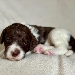 Pink - Chocolate female Goldendoodle puppy in Hesperia, Michigan from Red Acres Poodles & Doodles
