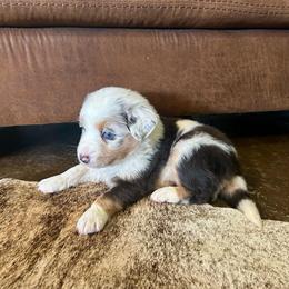 Snoozy - Blue merle male Miniature Australian Shepherd puppy in Edgar Springs, Missouri from Scott’s Aussies LLC