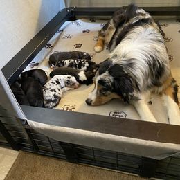 Australian Shepherd Puppies from Cottage Farm Aussies
