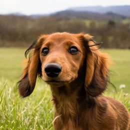 Clifford - Dachshund