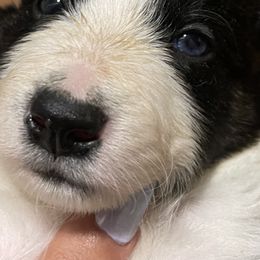 Border Collie puppies from NJ Bees BC