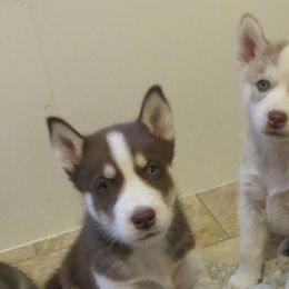 Siberian Husky Puppies from Rebel Huskys