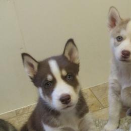 Siberian Husky Puppies from Rebel Huskys
