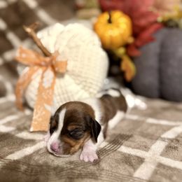 Joel - Piebald male Dachshund puppy in Deming, New Mexico from FoxieDoxies of New Mexico