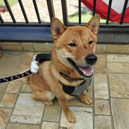 Buster - Shiba Inu