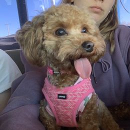 Golden Retriever and Poodle All Grown Up from Meagan Nielson’s Precious Pups