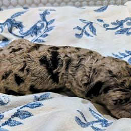 Albus - Merle male Sheepadoodle puppy in Austin, Texas from Darling Doodles