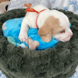 Sunny - Lemon and white male Beagle puppy in Meridianville, Alabama from Spear Haven Beagles (formerly Spear Lake Beagles)