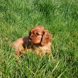 Cavalier King Charles Spaniel Puppies from Lucia's Cavalier King Charles Spaniels