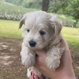 Grumpy - Wheaten male Miniature Schnauzer puppy in Brundidge, Alabama from Deez Pups Magnificent Schnauzers