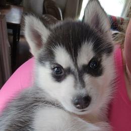 Mew - Black and white female Siberian Husky puppy in Le Sueur, Minnesota from Tevana Siberians LLC