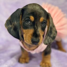 Raven - Dapple female Dachshund puppy in Great Bend, Pennsylvania from Dashing Doxies