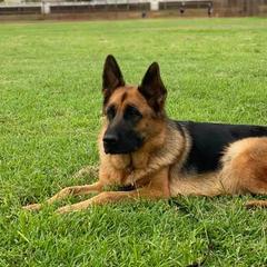 German Shepherds from Kingdom Shepherds